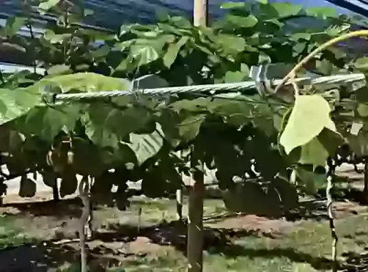 Gripple for Horticulture & Vine